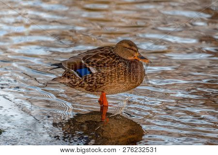 Female Duck