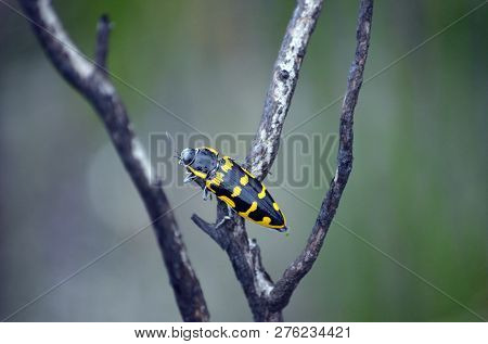 Yellow And Black Australian Native Banksia Jewel Beetle, Cyrioides Imperialis, Family Buprestidae, I