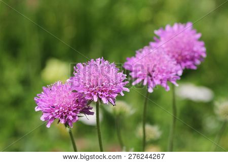 Alps Flora: Pink Mist (scabiosa Columbaria) In Blossom
