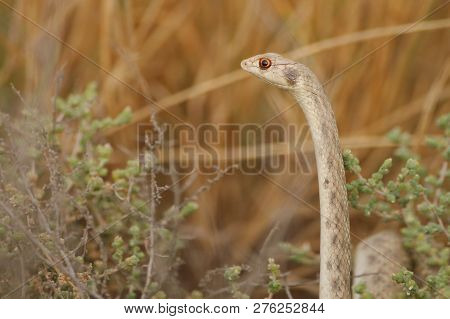 Alarmed False Cobra Aka Hooded Malpolon .. A Common Snake Living In The Arabian Desert