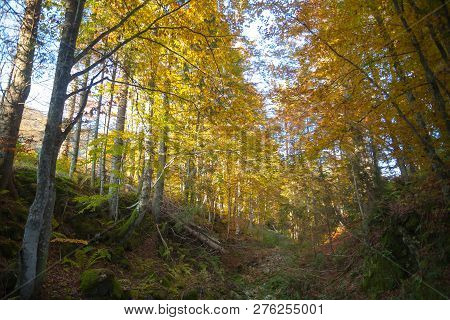 Trees In Autumn Season Background. Autumn Lansdscape