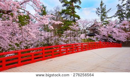 Hirosaki, Japan - April 23 2018: Full Bloom Sakura - Cherry Blossom  At Hirosaki Park, One Of The Mo