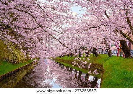 Hirosaki, Japan - April 23 2018: Full Bloom Sakura - Cherry Blossom  At Hirosaki Park, One Of The Mo