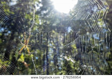 An Adult  St. Andrews Cross Spider Weaving Its Web Under Natural Back-lit Condition. Image Captured 