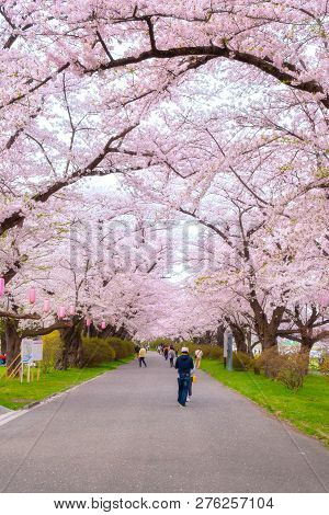 Iwate , Japan - April 22 2018: Kitakami Tenshochi Park Located By The Kitakami River, Renowned As On