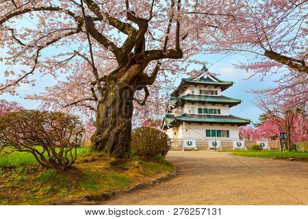 Hirosaki, Japan - April 23 2018: Sakura - Cherry Blossom Full Bloom At Hirosaki Castle In Hirosaki P