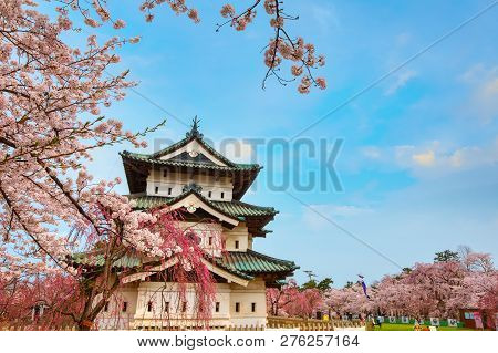 Hirosaki, Japan - April 23 2018: Sakura - Cherry Blossom Full Bloom At Hirosaki Castle In Hirosaki P