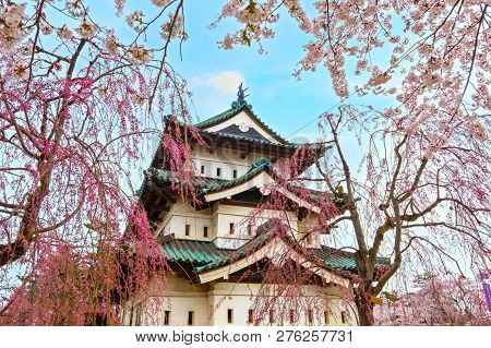 Hirosaki, Japan - April 23 2018: Sakura - Cherry Blossom Full Bloom At Hirosaki Castle In Hirosaki P