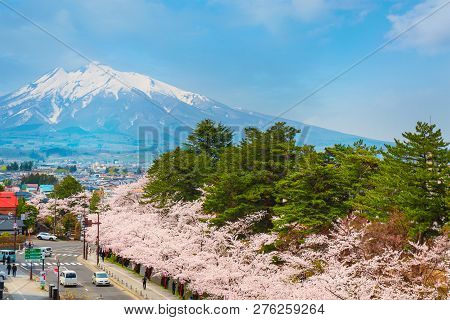 Hirosaki, Japan - April 23 2018: Hirosaki Municipal Hall Is One Of The Best Spot Viewing Cherry Blos