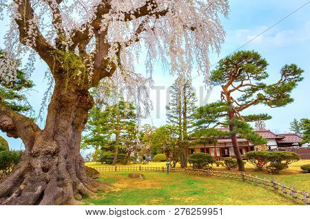 Hirosaki, Japan - April 23 2018: The Fujita Memorial Japanese Garden Built In 1919 In Japanese Tradi