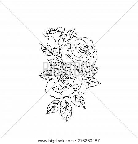Black And White Blooming Rose. Hand Drawn Rose Flower. Vector Of A Beautiful Rose. Flower Bud Of A R