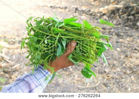 Pak-boong(thai Word) Morning Glory Fresh, Soft Vegetable Leaves, Morning Glory In The Hands Of Farme