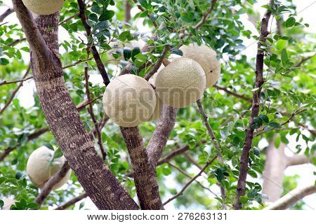 Herb Makwid (thai Word), Wood-apple On Tree Of Edible Thai Fruit Of Subcontinent Asia