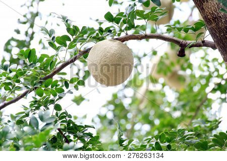 Herb Makwid (thai Word), Wood-apple On Tree Of Edible Thai Fruit Of Subcontinent Asia