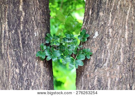Haulm And Leaf, Herb Of Wood-apple Fruit (edible Thai Fruit Of Subcontinent Asia)herb Makwid, Limoni