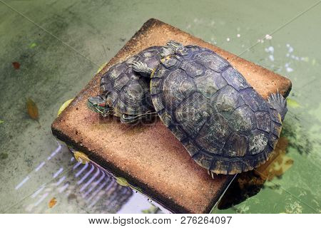 Turtle Lovers, Freshwater Turtle, Beautiful Turtles, Turtle Farm