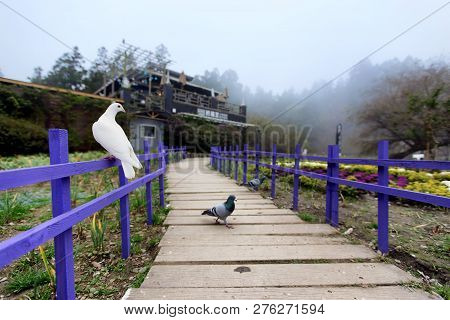 Some Birds In Local Garden Of Taiwan. Birds Walking On Street. Birds Hanging Around Local Park. Floc
