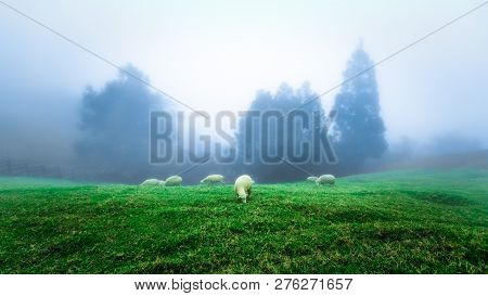 Sheep Grazing On A Grassland. This Weather Is Cold, Wet And Moist. The Fog And Mist Create A Low Vis