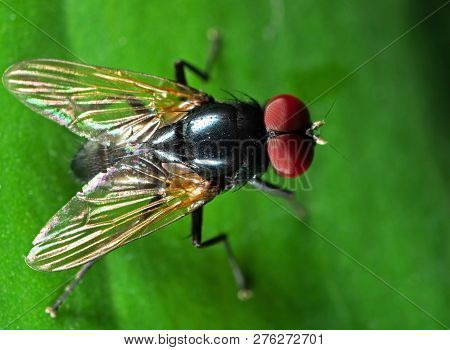 Macro Photography Of Noon Fly With Orange Wings On Green Leaf