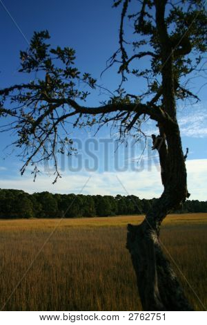 Lowcountry Marsh
