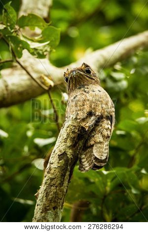 Common Potoo, Nyctibius Griseus, On Dead Branch In Tree, Trinidad, Tropical Forest, Camouflaged Bird
