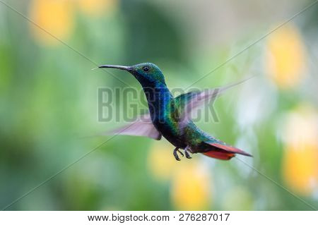 Black-throated Mango (anthracothorax Nigricollis) Hovering In The Air, Caribean Tropical Forest, Tri