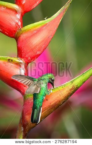 Hummingbird (white-tailed Sabrewing) Sitting And Drinking Nectar From Its Favourite Red Flower. Cute