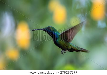 Black-throated Mango (anthracothorax Nigricollis) Hovering In The Air, Caribean Tropical Forest, Tri