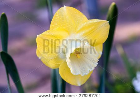 Beautiful Summer Cyclameniform Daffodils - Cyclamineus Close Up