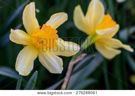 Beautiful Summer Cyclamineus Daffodils
