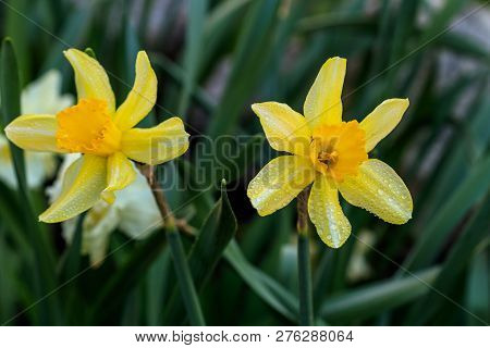 Beautiful Summer Cyclamineus Daffodils