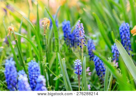 Beautiful Meadow Bright Blue Blossoms Of Armenian Muskari