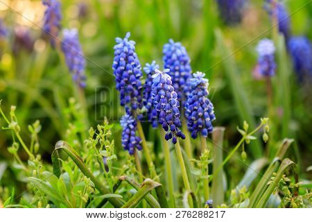 Beautiful Meadow Bright Blue Blossoms Of Armenian Muskari
