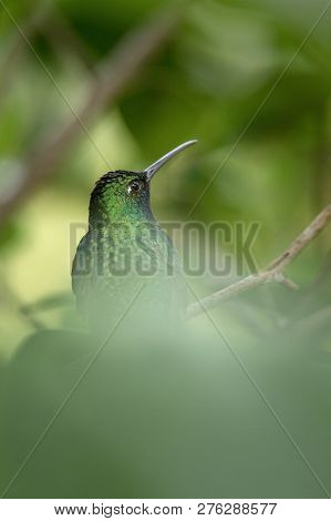 White-tailed Sabrewing Sitting, Portrait Of Bird, Caribean Tropical Forest, Trinidad And Tobago, Nat