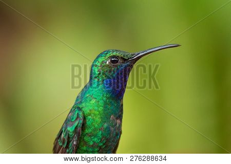 White-tailed Sabrewing Sitting, Portrait Of Bird, Caribean Tropical Forest, Trinidad And Tobago, Nat