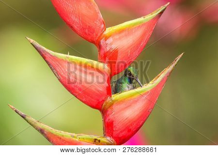 White-tailed Sabrewing Sitting On Red Flower, Caribean Tropical Forest, Trinidad And Tobago, Natural