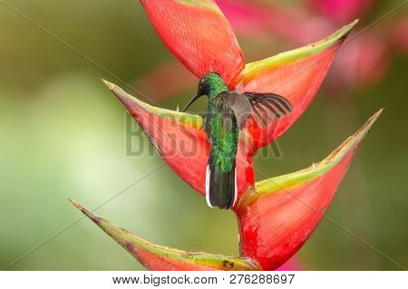 White-tailed Sabrewing Sitting On Red Flower, Caribean Tropical Forest, Trinidad And Tobago, Natural