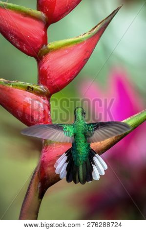 White-tailed Sabrewing Sitting On Red Flower, Caribean Tropical Forest, Trinidad And Tobago, Natural