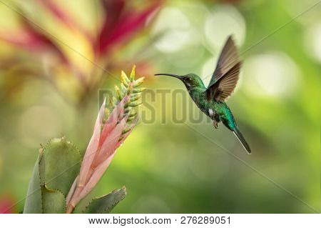 White-tailed Sabrewing Hovering Next To Pink And Yellow Flower, Bird In Flight, Caribean Tropical Fo