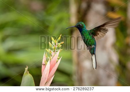 White-tailed Sabrewing Hovering Next To Pink Flower, Bird In Flight, Caribean Tropical Forest, Trini