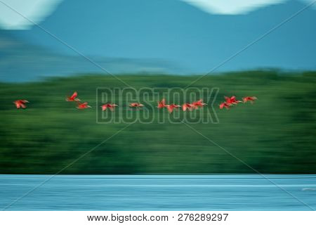Large Flock Of Scarlet Ibis Eudocimus Ruber Returning To Resting Sleeping Trees In Evening. Long Exp