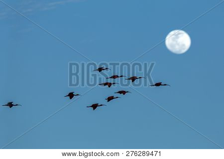 Large Flock Of Scarlet Ibis Eudocimus Ruber Returning To Resting Sleeping Trees In Evening. Blue Sky