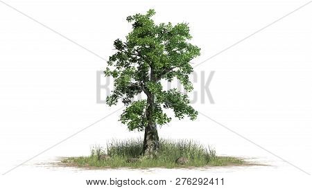 Sassafras Tree In Green Grass - Separated On White Background - 3d Illustration