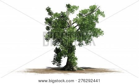 Sassafras Tree On A Sand Area - Separated On White Background - 3d Illustration