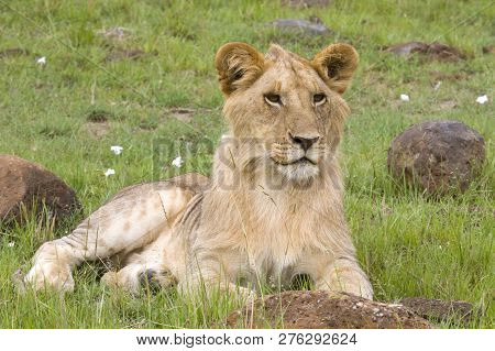 Young Male Lion Sitting On The Savannah