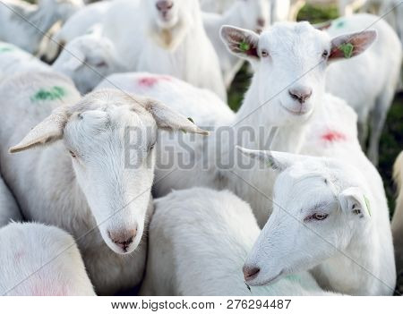 White Goats In Green Meadow Near Farm On Utrechtse Heuvelrug Near Woudenberg In Dutch Province Of Ut