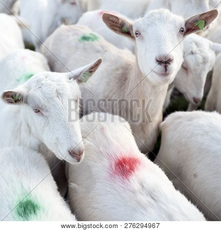White Goats In Green Meadow Near Farm On Utrechtse Heuvelrug Near Woudenberg In Dutch Province Of Ut