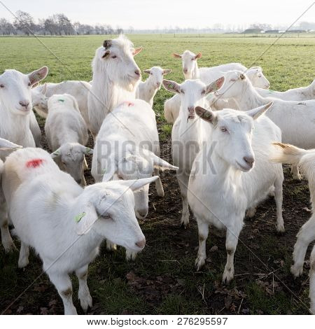White Goats In Green Meadow Near Farm On Utrechtse Heuvelrug Near Woudenberg In Dutch Province Of Ut