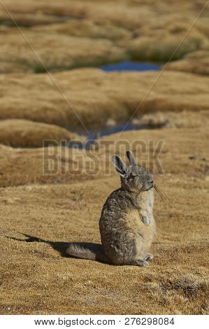Mountain Viscacha (lagidium Viscasia) Resting In A Wetland Area Of Lauca National Park In Northern C