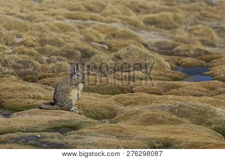 Mountain Viscacha (lagidium Viscasia) Resting In A Wetland Area Of Lauca National Park In Northern C